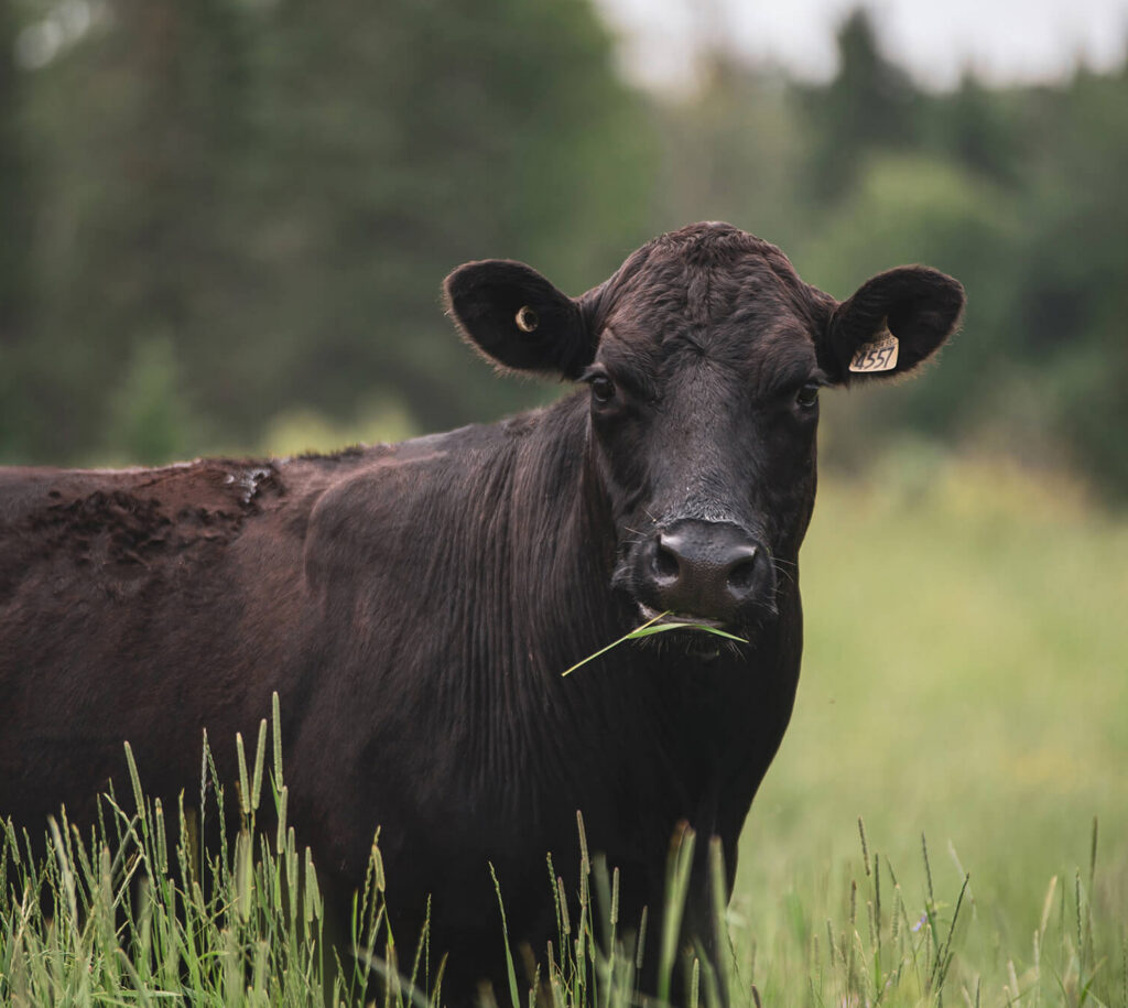 cow close up