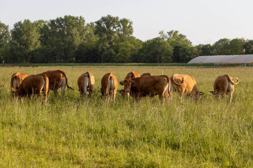 lancaster farms